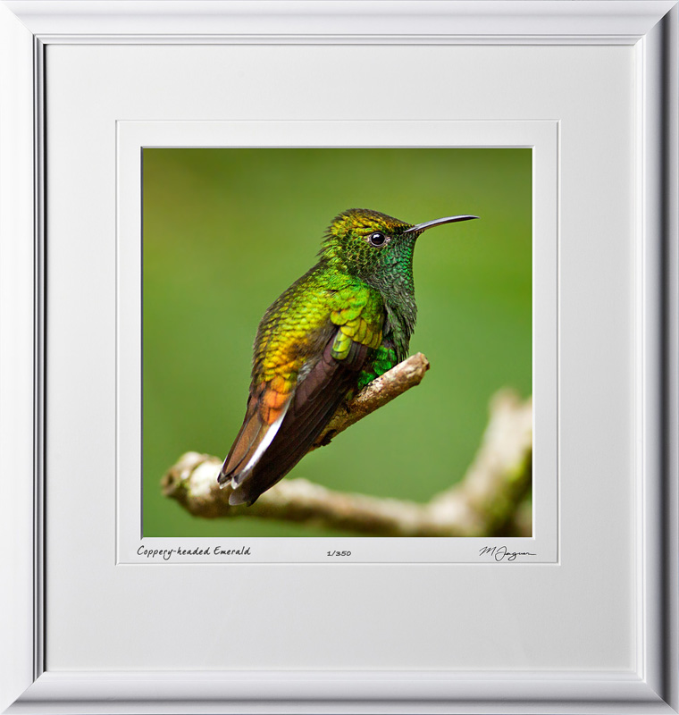 04 W120706 A57 Male Coppery-headed Emerald Humming Bird - 12x12 in 18x19 frame