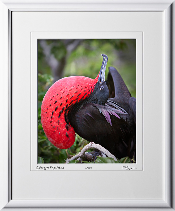 W110508 037 Male Frigate bird Galapagos - shown as 11x14