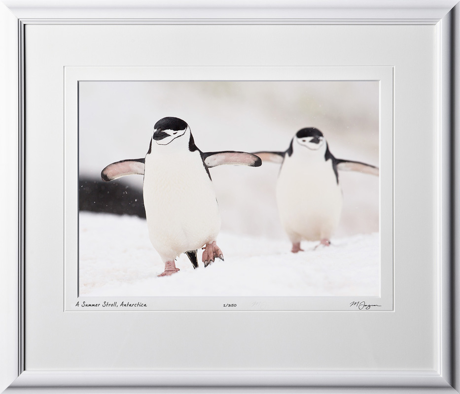 S130110D A Lovers Stroll - Chinstrap Penguins - Antarctica - shown as 11x14