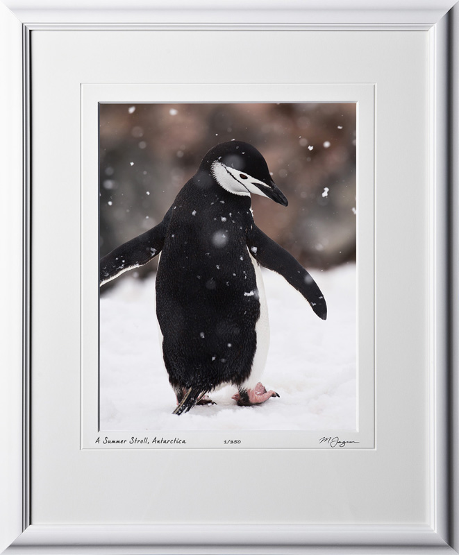 S130110C A Summer Stroll - Chinstrap Penguin - Antarctica - shown as 11x14