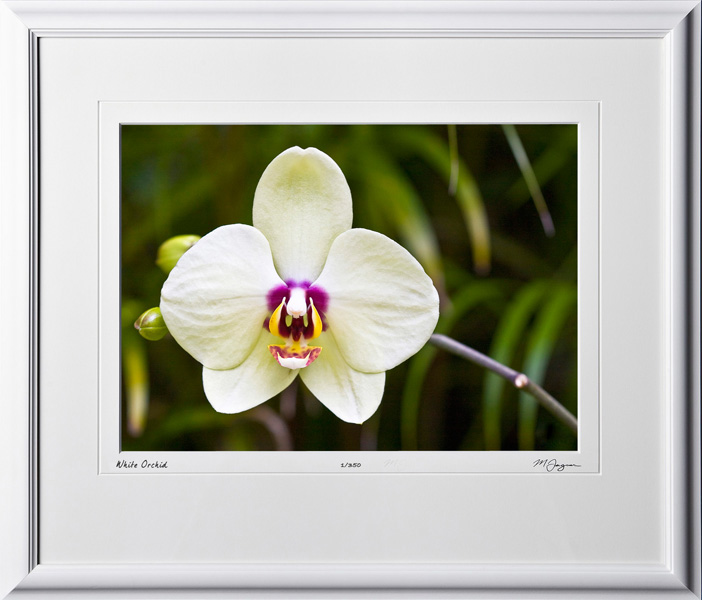 F080404D White Orchid - shown as 10x14