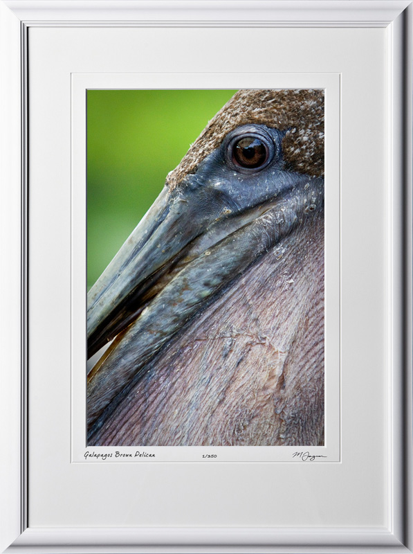 W110512 011 Brown Pelican Galapagos - shown as 12x18