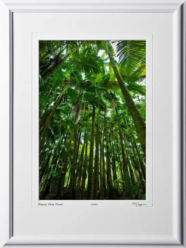 S080404C Hawaii Palm Forest - Big Island Hawaii - shown as 12x18