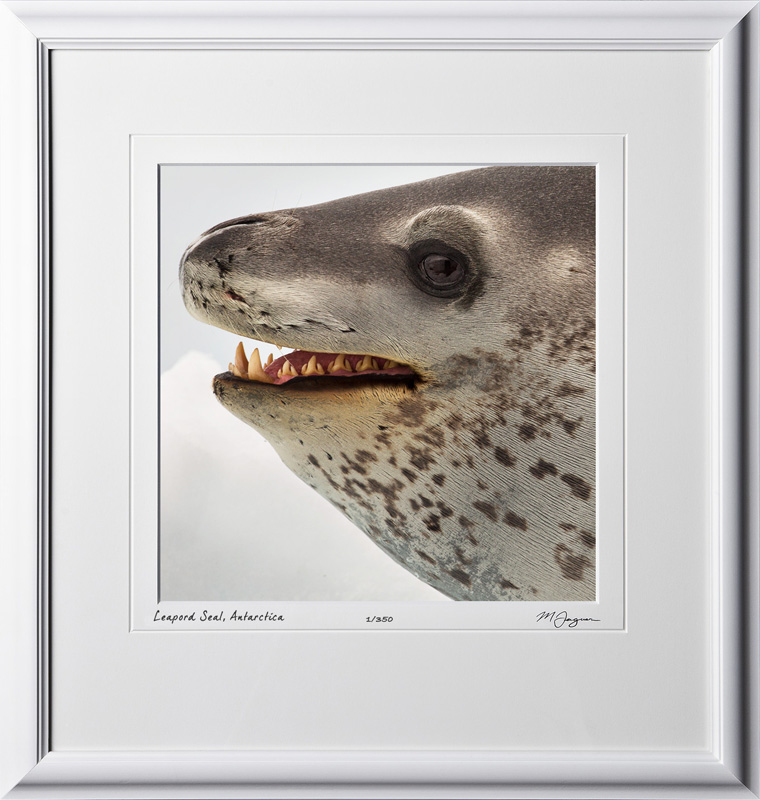 51 S130115D Leapord Seal - Antarctica - shown as 12x12 in 18x19 frame