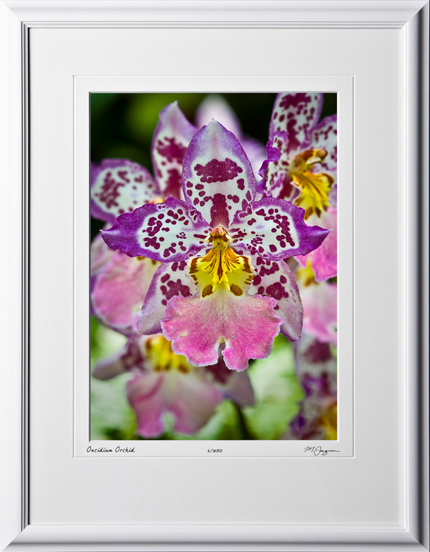F080404E Oncidium Orchid - Big Island Hawaii - shown as 10x14