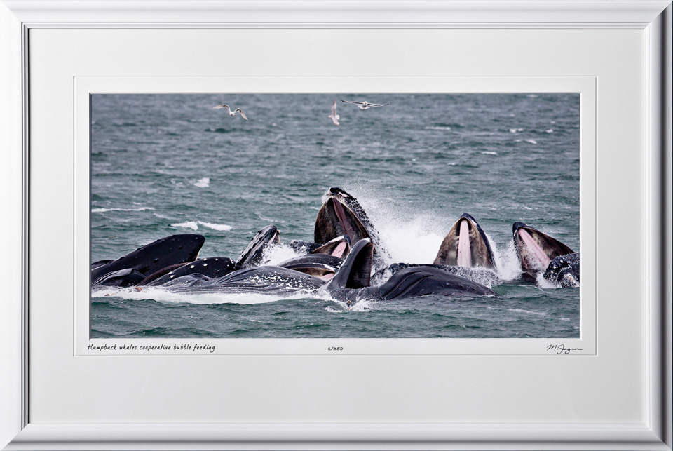 W090722A Humpback whales cooperative bubble net feeding - Alaska - shown as 9x16