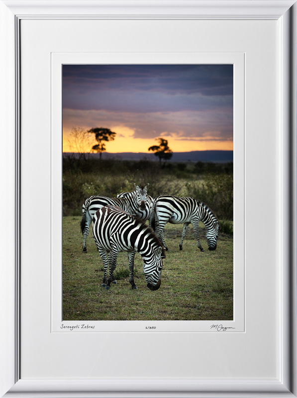 10 W190825A Serengeti Zebras - Africa Fine Art Photo of Zebras - 12x18 print in 18x25 frame