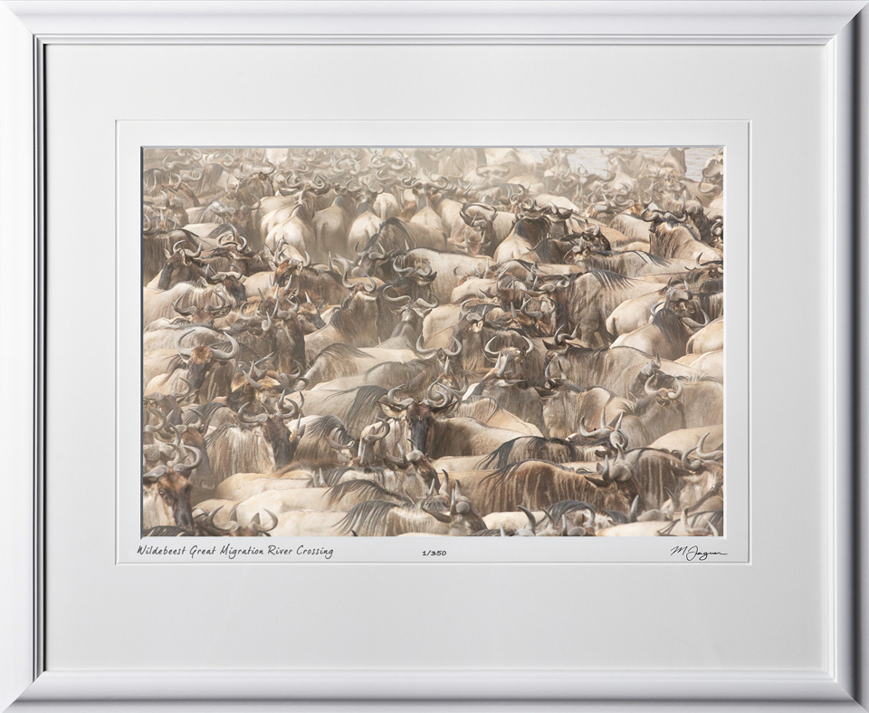 11 W190826A Wildebeest Great Migration River Crossing - Africa Fine Art Photo of Wildebeest in Africa - 12x18 print in 18x25 frame