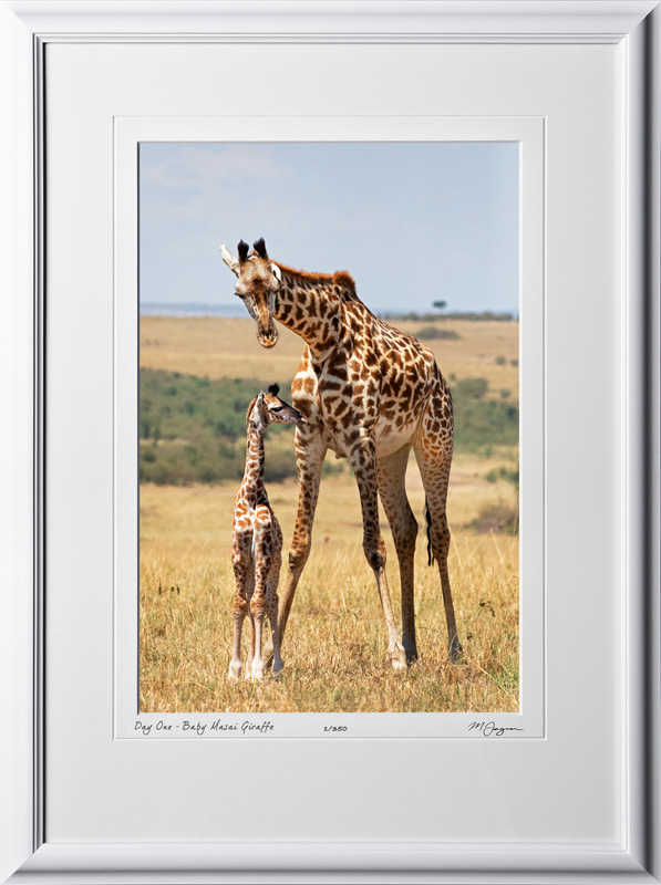 19 W190829A Day One - Baby Masai Giraffe - Africa Fine Art Photo of Giraffes - 12x18 print in 18x25 frame