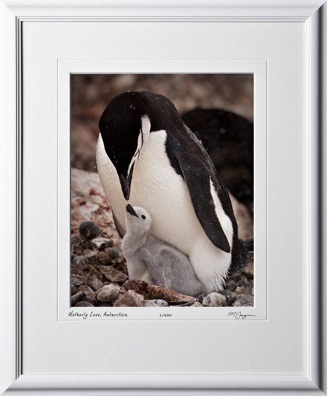 S130110A Motherly Love - Chinstrap Penguins - Antarctica - shown as 11x14