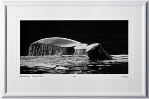 W090723D Humpback Grace - Elfin Cove Alaska - shown as 9x16
