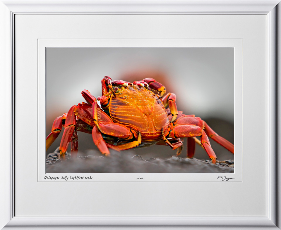 W110507 025 Sally Lightfoot crabs Galapagos - shown as 12x18