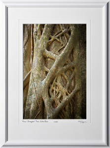 07 S120703 A54 Ficus Tree Costa Rica 12x18 Portrait in 18x25 frame