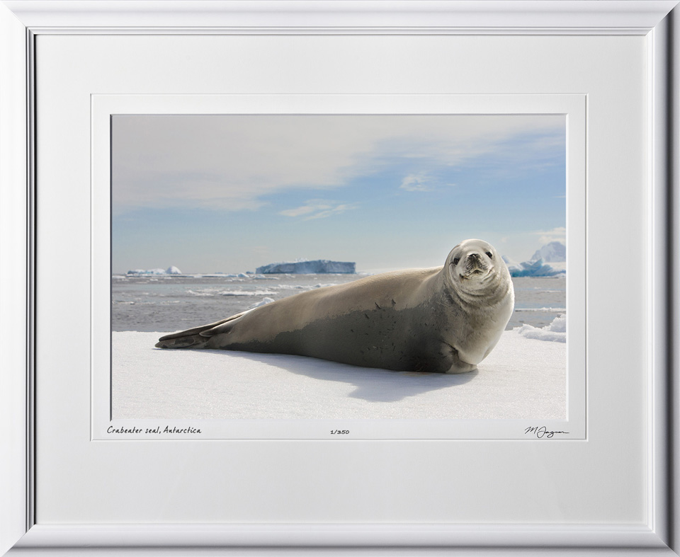 S130113A Crabeater seal - Antarctica - shown as 12x18