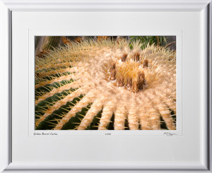 F081113D Golden Barrel Cactus - shown as 12x18