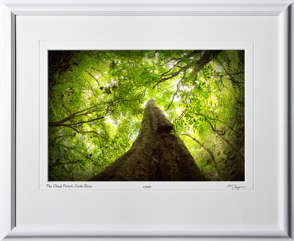 12 S120706 A63 Cloud Forest Costa Rica 12x18 Landscape in 19x24 frame