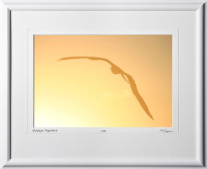 W110508 058 Frigate bird Galapagos - shown as 12x18