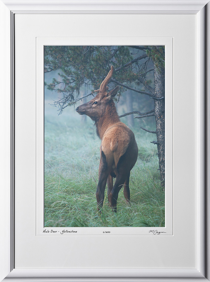 13092001 Mule Deer in Early Morning Fog - Yellowstone - shown as 12x18