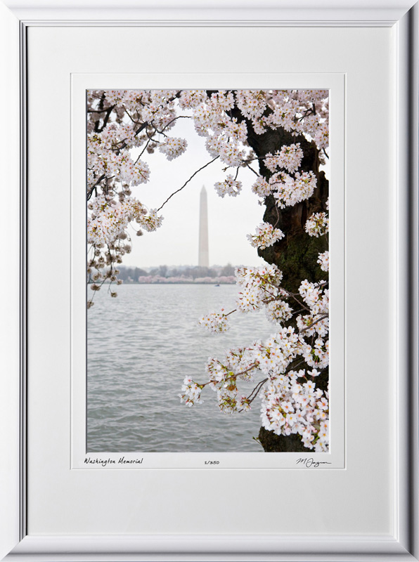 S090402D Washington Memorial - Washington DC Cherry Blossom Festival - shown as 12x18