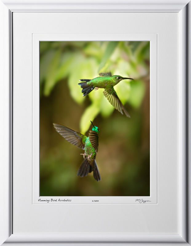 15 W120706 A51 Green-crowned Brilliant (Heliodoxa jacula) Costa Rica 10x14 Portrait in 16x21 frame