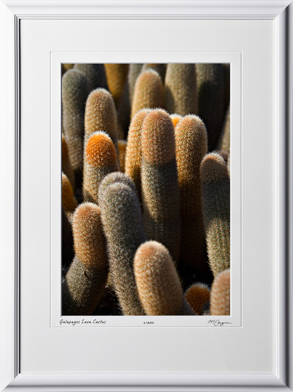 W110509 041 Lava Cactus Galapagos - shown as 12x18