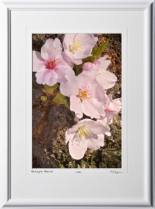 S090403D Cherry Blossoms - Washington DC - shown as 12x18