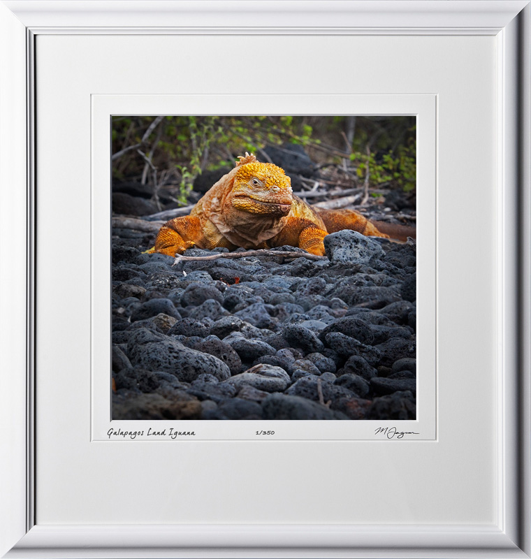 W110510 025 Land Iguana Galapagos - shown as 12x12