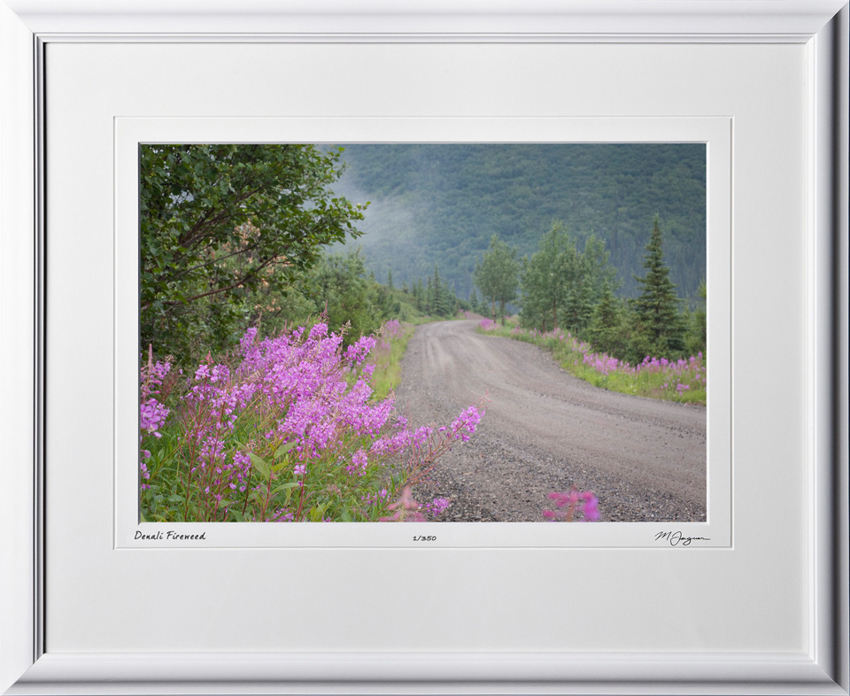 S090716A Denali Road Fire Weed - Alaska - shown as 12x18