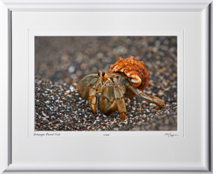 W110510 029 Hermit Crab Galapagos - shown as 12x18