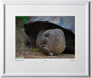W110510 014 Tortoise Galapagos - shown as 10x14