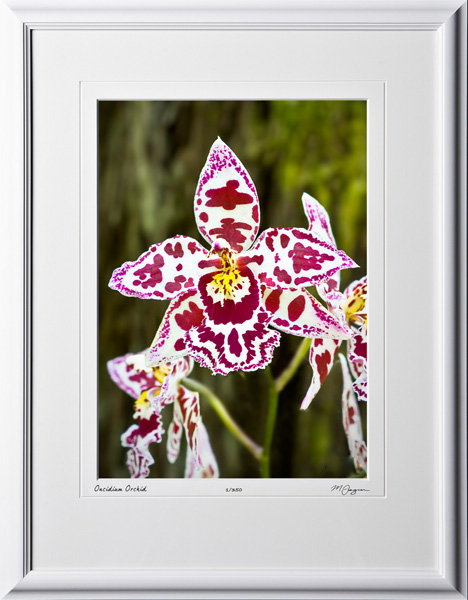 F080404F Oncidium Orchid - shown as 10x14
