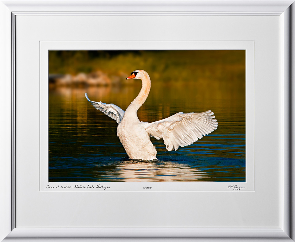 S090627A Swan at sunrise - Walloon Lake Michigan - shown as 12x18