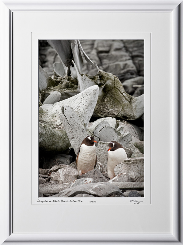 S130111A Gentoo Penguins in Whale Bones - Antarctica - shown as 12x18