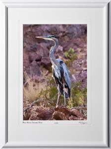 S081003F Blue Heron - Lake Mead National Recreation Area - shown as 12x18