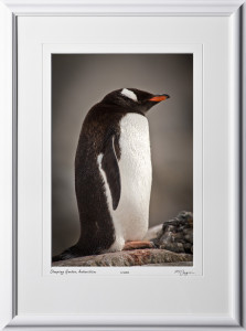 S130111B Sleeping Gentoo Penguin- Antarctica - shown as 12x18