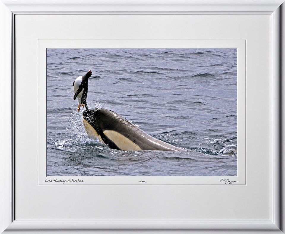 41 S130114A Orca Hunting Penguin - Antarctica - shown as 12x18 in 19x24 frame