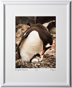 49 S130111D One Day Old - Gentoo Penguin - Antarctica - shown as 11x14 in 17x21 frame