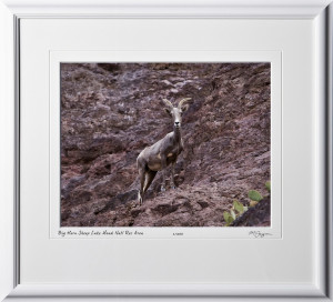 S081003E Big Horn Sheep - Lake Mead National Recreation Area - shown as 12x18
