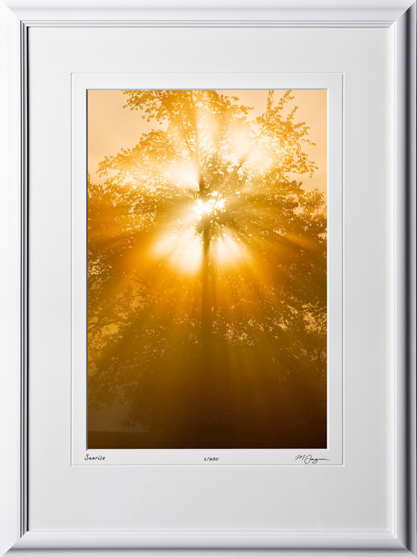 S080923A Sunrise through tree - Michigan - shown as 12x18