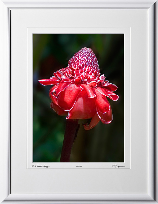 F080404G Red Torch Ginger - Big Island Hawaii - shown as 10x14