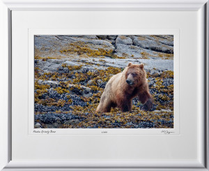W090724B Grizzly Brown Bear - Glacier Bay Alaska - shown as 12x18