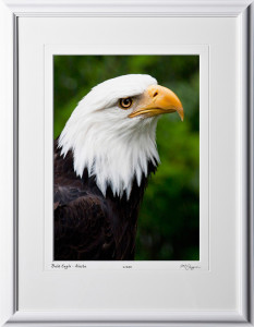W090726A Bald Eagle Portrait - Alaska - shown as 10x14