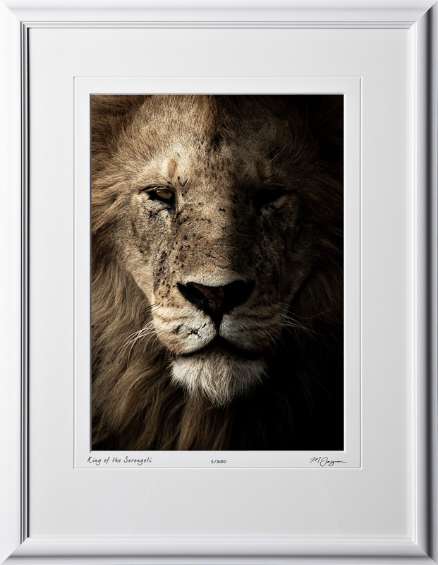 W190828C - King of the Serengeti - shown as 10x14 print in 16x21 frame