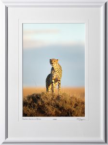 W190826B - Cheetah Sunrise - shown as 12x18 print in 18x25 frame