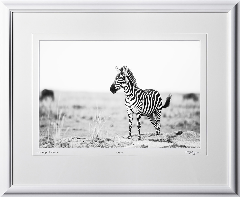 04 W190831A Serengeti Zebra - Africa Fine Art Photo of Zebra in Africa - 12x18 print in 18x25 frame