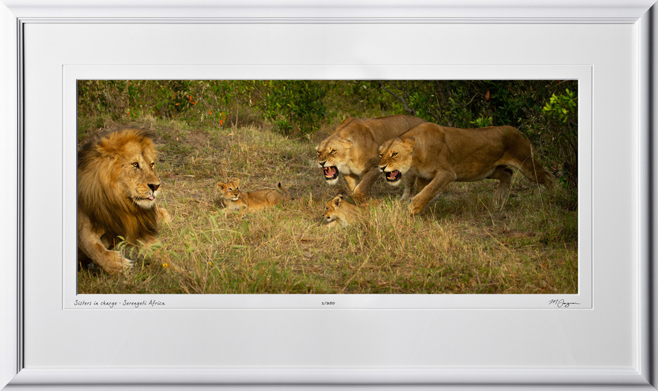 05 W190828D Sisters in charge - Serengeti Africa - Fine Art photo of Lions in Kenya Africa - 10.5x24 print in 17.5x30 frame
