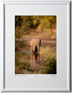 06 W190829B Elephant crossing Kenya - Fine Art photo of elephant in Africa - 10x14 print in 16x21 frame
