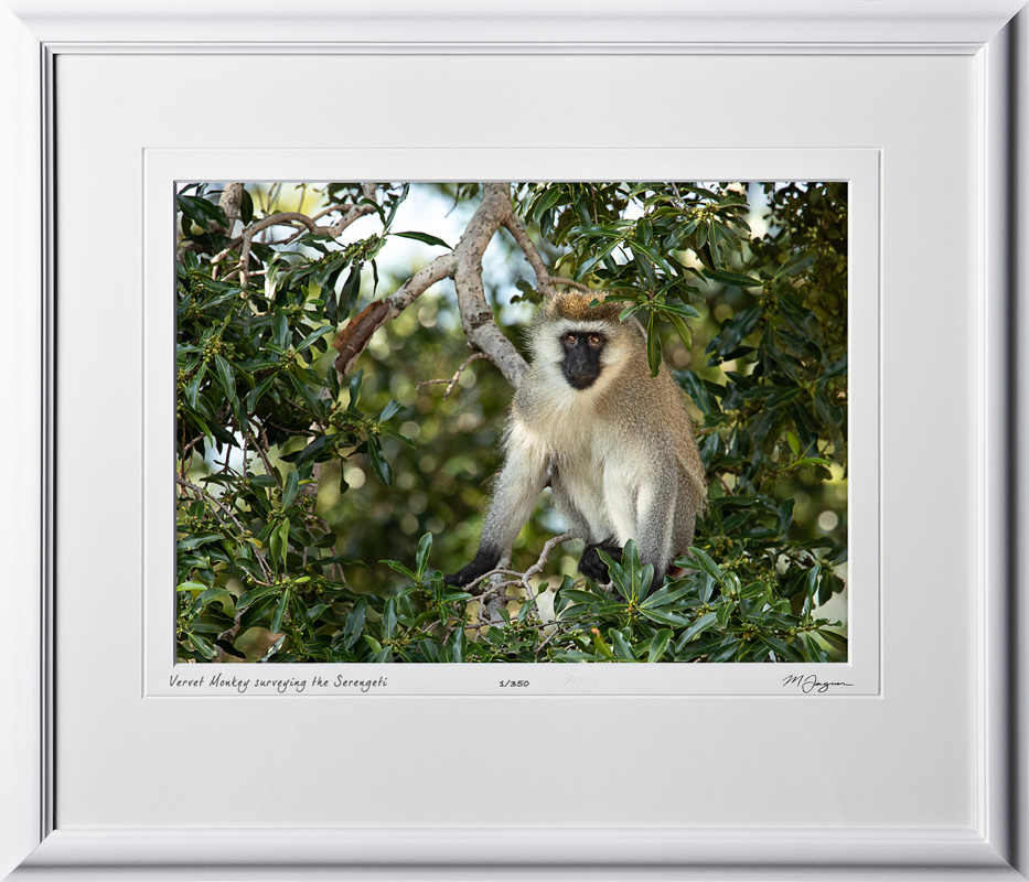 07 W190830C Vervet Monkey surveying the Serengeti - Fine Art photo of monkey in Africa - 10x14 print in 16x21 frame