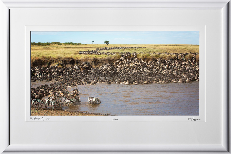 12 W190826D The Great Migration - Serengeti - Africa Fine Art Photo of Wildebeest and Zebra - 9x16 print in 15x23 frame