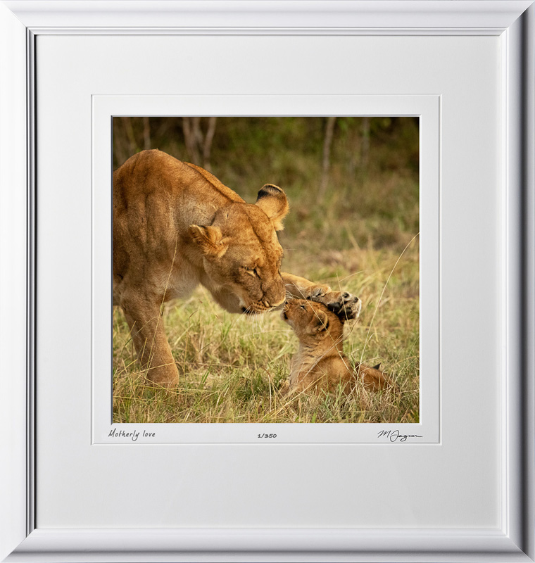 17 W190828A Motherly Love - Africa Fine Art Photo of Lions - 12x12 print in 18x19 frame